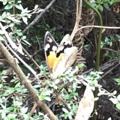 Heteronympha merope at Geehi, NSW - 27 Dec 2019