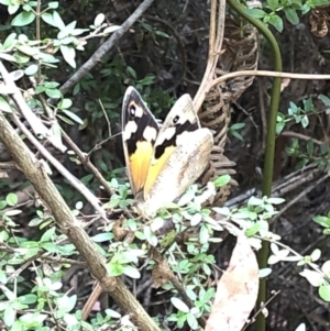 Heteronympha merope at Geehi, NSW - 27 Dec 2019