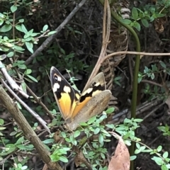 Heteronympha merope at Geehi, NSW - 27 Dec 2019