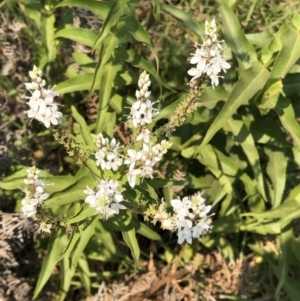 Veronica derwentiana at Geehi, NSW - 27 Dec 2019