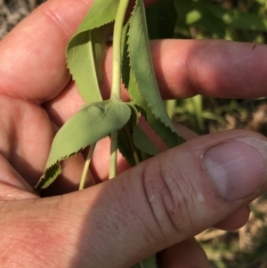 Veronica derwentiana at Geehi, NSW - 27 Dec 2019