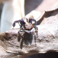 Maratus pavonis (Dunn's peacock spider) at Acton, ACT - 24 Dec 2019 by Christine