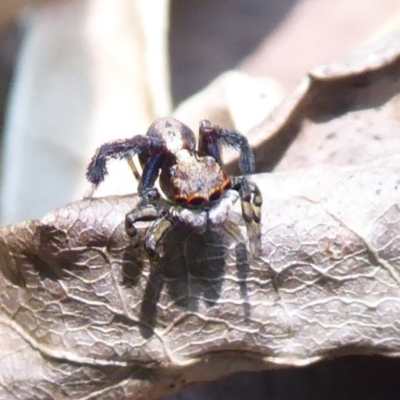 Maratus pavonis (Dunn's peacock spider) at ANBG - 24 Dec 2019 by Christine