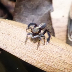 Maratus pavonis at Acton, ACT - 24 Dec 2019