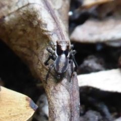 Maratus pavonis at Acton, ACT - 24 Dec 2019