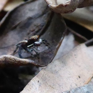 Maratus pavonis at Acton, ACT - 24 Dec 2019