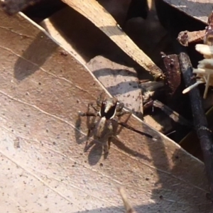 Maratus pavonis at Acton, ACT - 24 Dec 2019