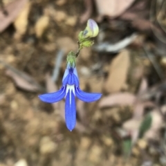 Lobelia dentata/gibbosa (Lobelia dentata or gibbosa) at Geehi, NSW - 27 Dec 2019 by Jubeyjubes