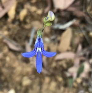 Lobelia dentata/gibbosa at Geehi, NSW - 27 Dec 2019 11:37 AM