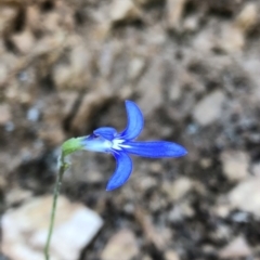 Lobelia dentata/gibbosa at Geehi, NSW - 27 Dec 2019 11:37 AM