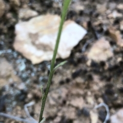 Lobelia dentata/gibbosa at Geehi, NSW - 27 Dec 2019