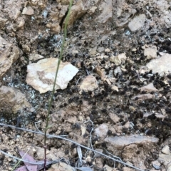 Lobelia dentata/gibbosa at Geehi, NSW - 27 Dec 2019