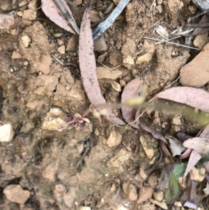 Lobelia dentata/gibbosa at Geehi, NSW - 27 Dec 2019