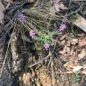 Comesperma ericinum at Geehi, NSW - 27 Dec 2019 11:14 AM