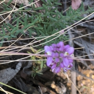 Comesperma ericinum at Geehi, NSW - 27 Dec 2019 11:14 AM