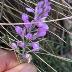 Comesperma ericinum at Geehi, NSW - 27 Dec 2019