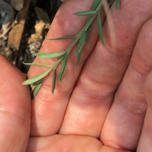 Comesperma ericinum at Geehi, NSW - 27 Dec 2019 11:14 AM