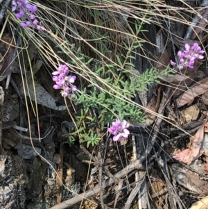 Comesperma ericinum at Geehi, NSW - 27 Dec 2019 11:14 AM