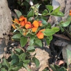 Oxylobium ellipticum (Common Shaggy Pea) at Geehi, NSW - 27 Dec 2019 by Jubeyjubes