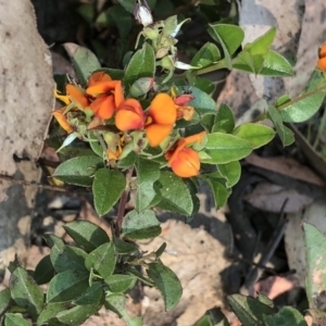 Oxylobium ellipticum at Geehi, NSW - 27 Dec 2019 11:05 AM