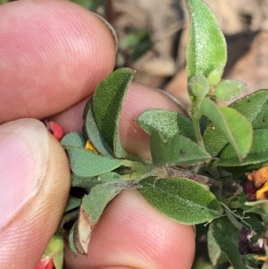 Oxylobium ellipticum at Geehi, NSW - 27 Dec 2019