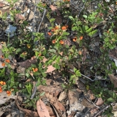 Oxylobium ellipticum at Geehi, NSW - 27 Dec 2019 11:05 AM