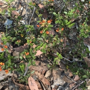 Oxylobium ellipticum at Geehi, NSW - 27 Dec 2019 11:05 AM