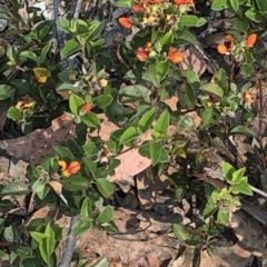 Oxylobium ellipticum at Geehi, NSW - 27 Dec 2019