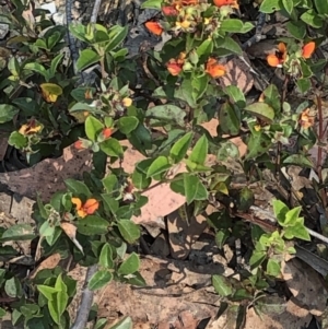 Oxylobium ellipticum at Geehi, NSW - 27 Dec 2019 11:05 AM