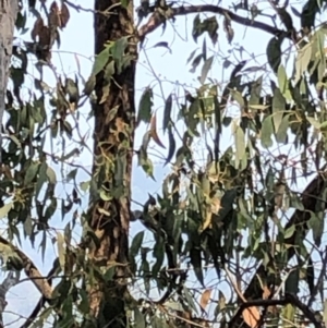 Philemon corniculatus at Geehi, NSW - 27 Dec 2019