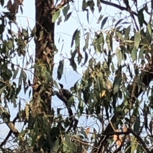 Philemon corniculatus at Geehi, NSW - 27 Dec 2019