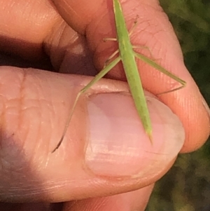 Acrida conica at Geehi, NSW - 27 Dec 2019