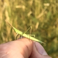 Acrida conica at Geehi, NSW - 27 Dec 2019