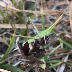 Acrida conica at Geehi, NSW - 27 Dec 2019