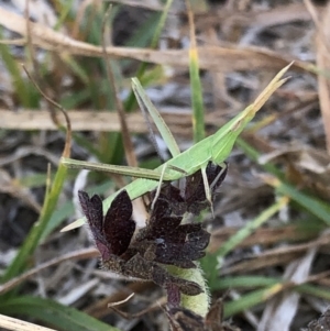 Acrida conica at Geehi, NSW - 27 Dec 2019