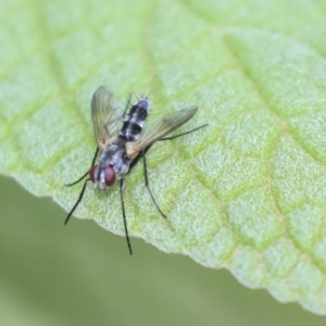 Tachinidae (family) at Acton, ACT - 9 Dec 2019