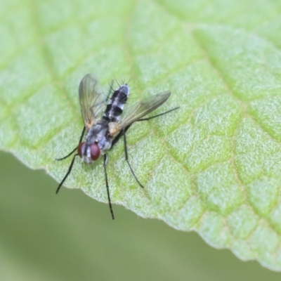 Tachinidae (family) (Unidentified Bristle fly) at Acton, ACT - 9 Dec 2019 by AlisonMilton