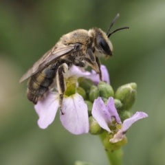 Leioproctus sp. (genus) (Plaster bee) at Batemans Marine Park - 29 Dec 2019 by David