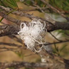 Callococcus acaciae (Burgan woolly scale) at Umbagong District Park - 24 Dec 2019 by pinnaCLE