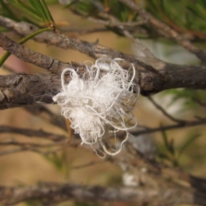 Callococcus acaciae at Latham, ACT - 25 Dec 2019 09:41 AM