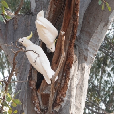 Cacatua galerita (Sulphur-crested Cockatoo) at GG100 - 26 Dec 2019 by JackyF