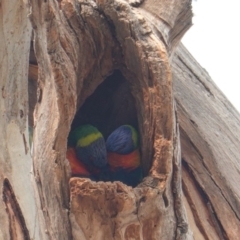 Trichoglossus moluccanus (Rainbow Lorikeet) at Hughes, ACT - 27 Dec 2019 by JackyF