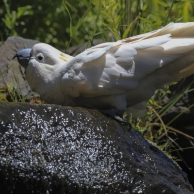 Cacatua galerita (Sulphur-crested Cockatoo) at Acton, ACT - 2 Dec 2019 by Alison Milton