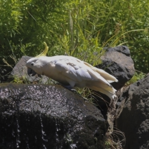 Cacatua galerita at Acton, ACT - 3 Dec 2019 10:33 AM