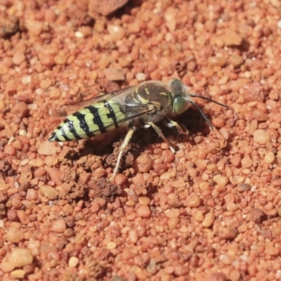 Bembix sp. (genus) (Unidentified Bembix sand wasp) at Hackett, ACT - 3 Dec 2019 by AlisonMilton