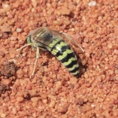 Bembix sp. (genus) at Hackett, ACT - 3 Dec 2019