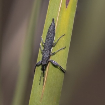 Rhinotia phoenicoptera (Belid weevil) at Acton, ACT - 2 Dec 2019 by AlisonMilton