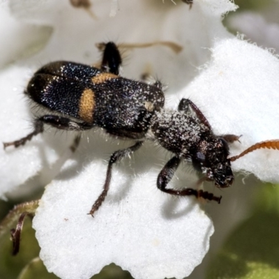 Eleale pulchra (Clerid beetle) at Acton, ACT - 4 Dec 2019 by AlisonMilton