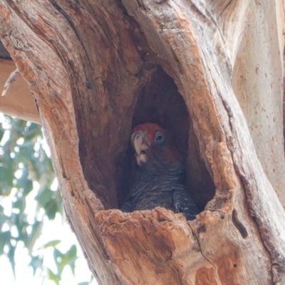 Callocephalon fimbriatum (Gang-gang Cockatoo) at GG229 - 28 Dec 2019 by JackyF