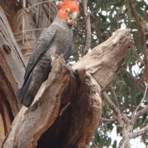 Callocephalon fimbriatum at Hughes, ACT - 29 Dec 2019